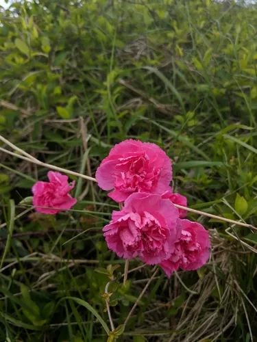 clove pink