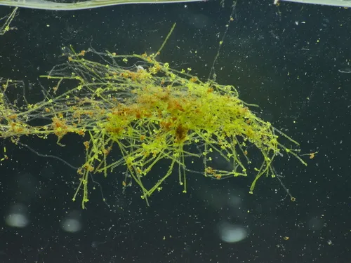 Vaucheria taylorii