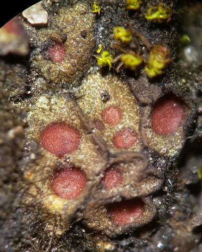 Soil Ruby Lichen