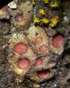 Soil Ruby Lichen thumbnail 1