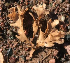Hornwrack thumbnail 2