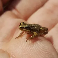 Western Chorus Frog thumbnail 2