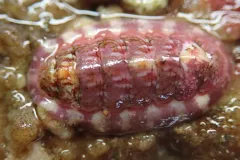 Tonicella venusta thumbnail 4