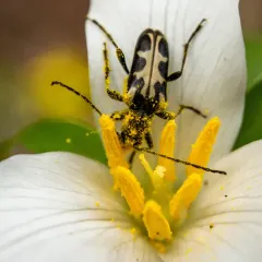 Vancouver Flower Longhorn Beetle thumbnail 2