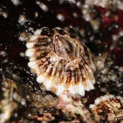 Northern Acorn Barnacle thumbnail 2