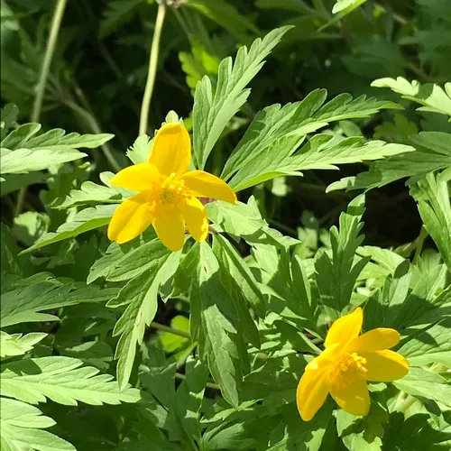 Yellow Anemone