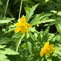 Yellow Anemone thumbnail 1