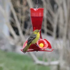 Orchard Oriole thumbnail 3