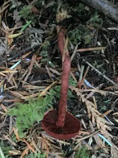 Cortinarius neosanguineus thumbnail 2