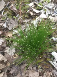 Bashful Bulrush thumbnail 2