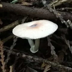 Lepiota rubrotinctoides thumbnail 2