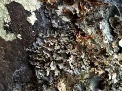 Flooded Jellyskin thumbnail 1