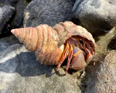 Widehand Hermit thumbnail 1