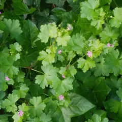 Shining Crane's-bill thumbnail 3