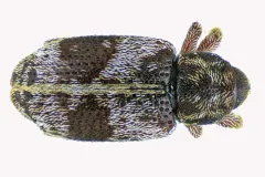 Proctorus decipiens thumbnail 3
