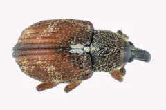 Anthonomus rutilus thumbnail 2