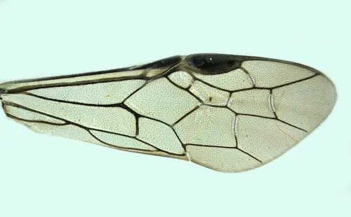 Pied Strider