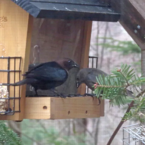 Brown-headed Cowbird