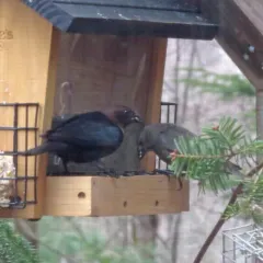Brown-headed Cowbird thumbnail 1