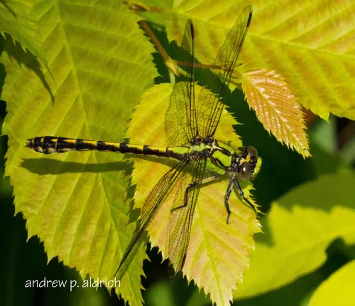 Brook Snaketail