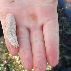 Stiff-footed sea cucumber thumbnail 2