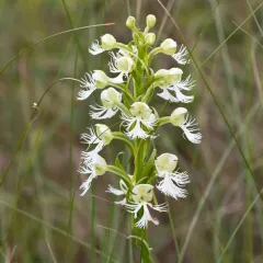 eastern prairie fringed orchid thumbnail 3