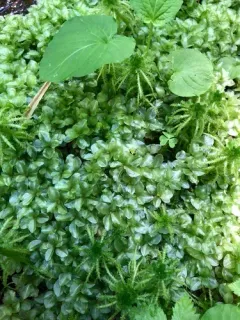 Grandleaf Rhizomnium Moss thumbnail 3