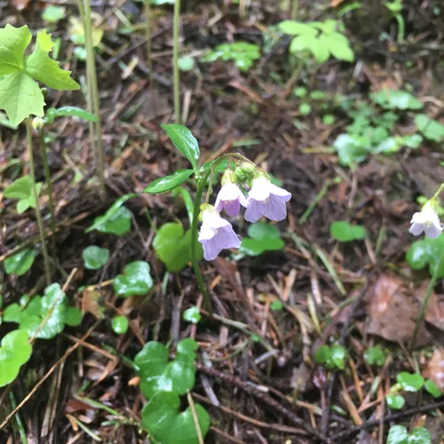Nuttall's toothwort