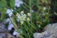 Cusick's biscuitroot thumbnail 1