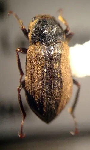 Helichus striatus