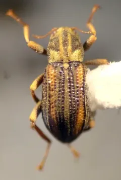 Stenelmis crenata thumbnail 3