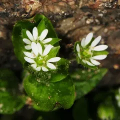 common chickweed thumbnail 3