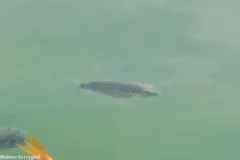 Mozambique Tilapia thumbnail 4