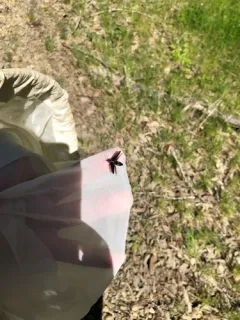 Pacific Northwest firefly thumbnail 1
