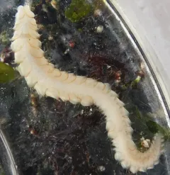 Red-banded Commensal Scaleworm thumbnail 1