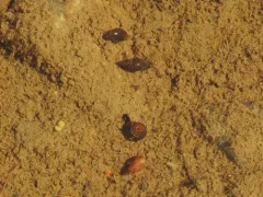 Thicklip Ramshorn thumbnail 2