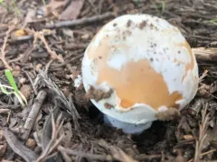 springtime amanita thumbnail 2