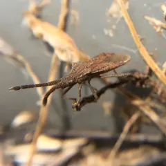 Coriomeris occidentalis thumbnail 3