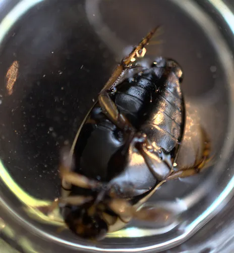 Rhantus gutticollis