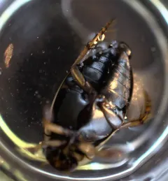 Rhantus gutticollis thumbnail 1