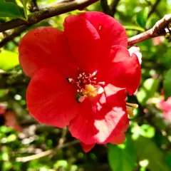 Chinese quince thumbnail 2