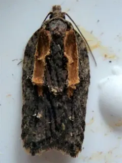 Acleris youngana thumbnail 1