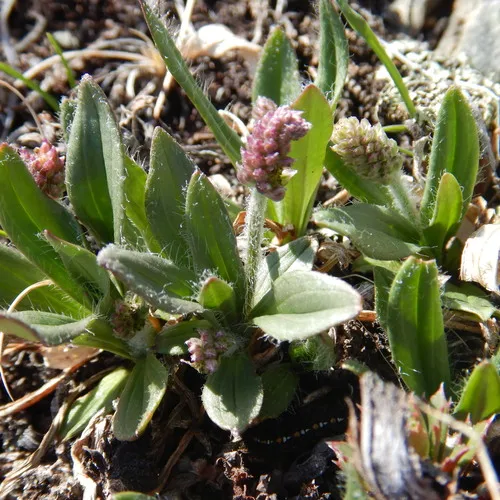Hairy Plantain