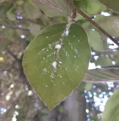 Woolly Beech Aphid thumbnail 2