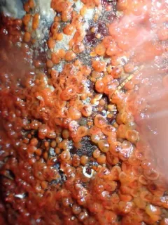 Taylor's Social Tunicate thumbnail 3