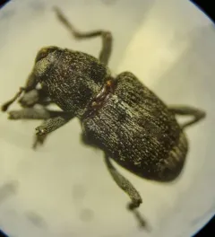 Acoptus suturalis thumbnail 2