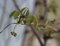 Five-leaf akebia thumbnail 4