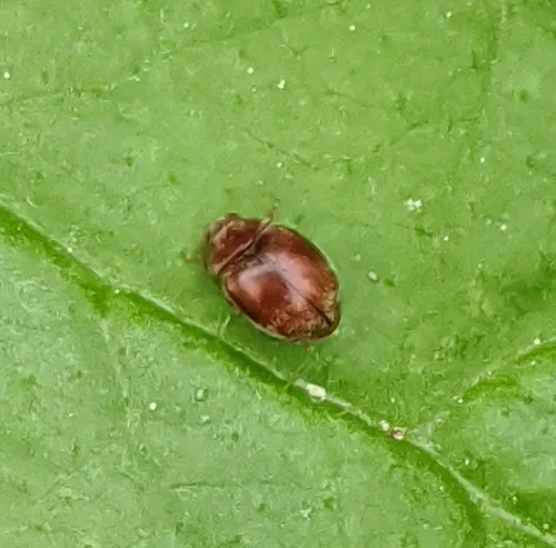 Nebulous Lady Beetle