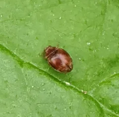Nebulous Lady Beetle thumbnail 1