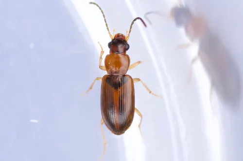 Black-headed Harp Ground Beetle